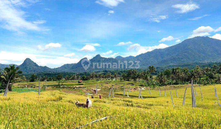 INVESTASI KAVLING SAWAH SYARIAH UNTUK HIDUP LEBIH BERKAH 2