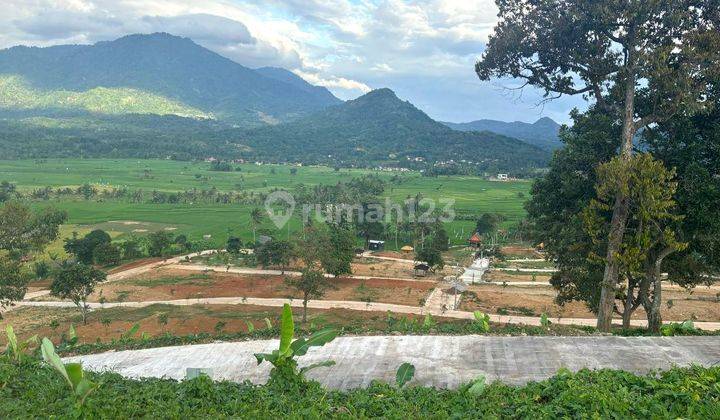 GURIHNYA INVESTASI KAVLING DURIAN RAIH BANYAK KEUNTUNGAN 2
