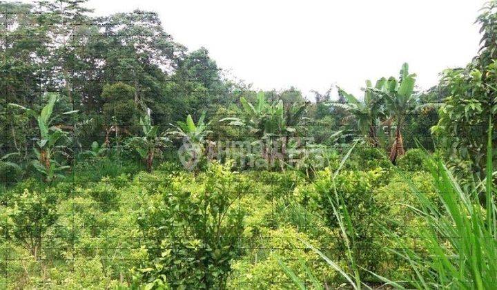 Dijual Tanah Murah 1.5 Hektar Di Pelaga Badung 2