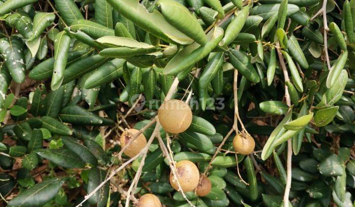 Dijual Perkebunan Buah buahan Yang Masih Produktif 2