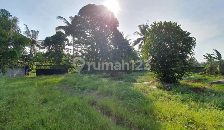For Sale: Cheap Land with Poultry Coop Included For Sale: Cheap Land with Poultry Coop Included