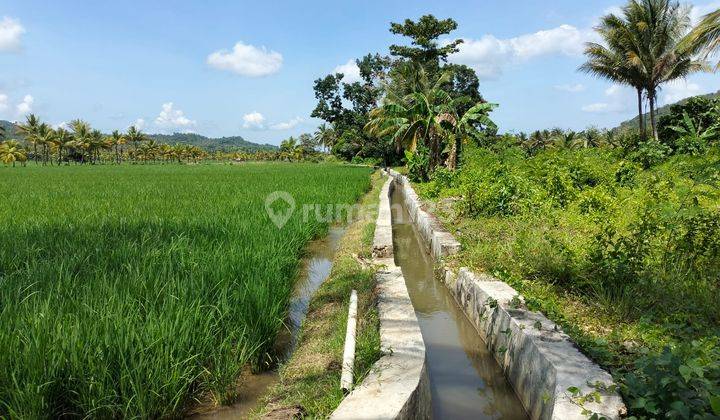 Dilelang Sawah Dekat Jalur Irigasi 1