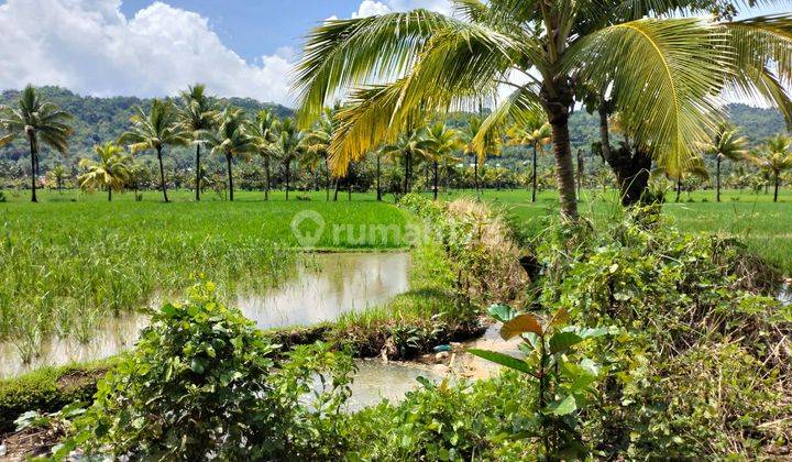 Dilelang Sawah Dekat Jalur Irigasi 2