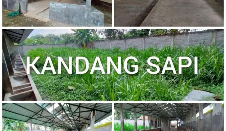 A238 Dijual Rumah Mewah Luas Nan Istimewa di Kanigoro Blitar Jawa Timur 11