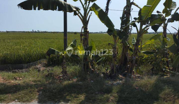 Tanah Luas Startegis di Pinggir Jalan Raya Semarang Purwodadi 2