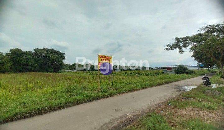 SAWAH DI BULUREJO JUWIRING KLATEN 2