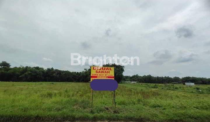 SAWAH DI BULUREJO JUWIRING KLATEN 1