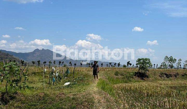 TANAH SAWAH DI DAERAH KRISAK WONOGIRI 1