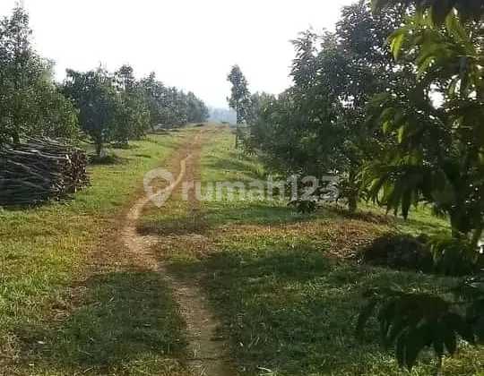 For Sale Productive Plantation Land 130 Ha in Ciemas Sukabumi - Ready to Harvest & Suitable for Agrotourism Investment! (022)