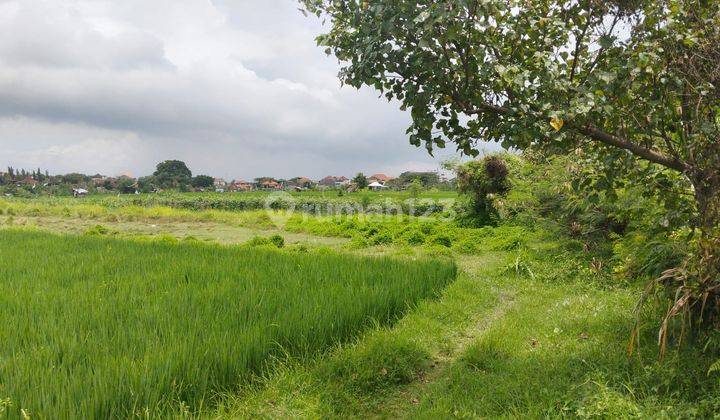 Selling 7.95 acres of land in Kedampang, Kerobokan, Badung - Bali 1