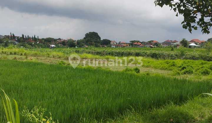 Jual tanah 7,95 are kedampang kerobokan badung - bali 4