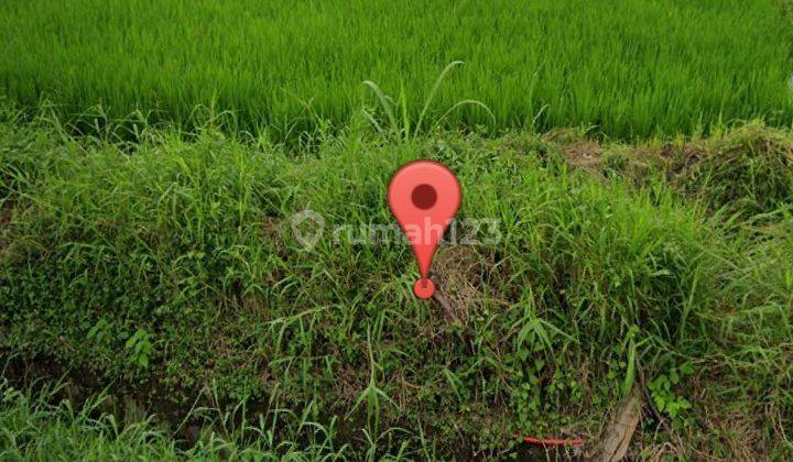 Dijual tanah 23,5 are view sawah dan pinggir jalan raya siangan  4