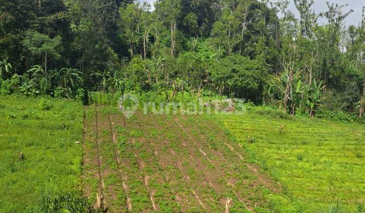 Dijual tanah 400 are gesing full view laut dan kota 3