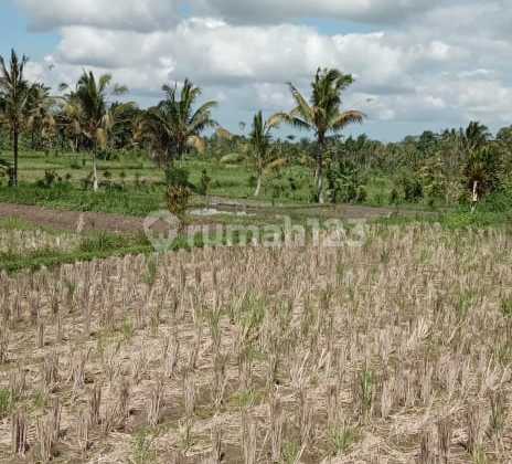 For rent, 10 are of land with view of Payangan rice fields For rent, 10 are of land with view of Payangan rice fields