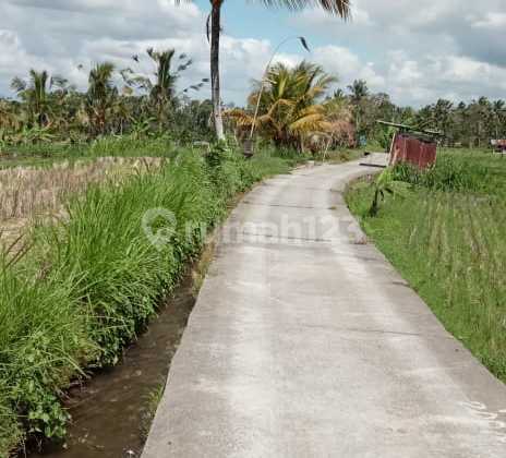 For rent, 10 are of land with view of Payangan rice fields For rent, 10 are of land with view of Payangan rice fields