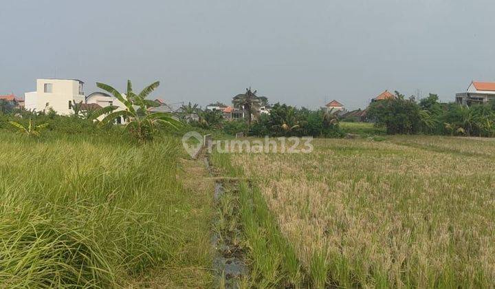 Dijual Tanah 66 Are Pinggir Jalan Kedungu 2