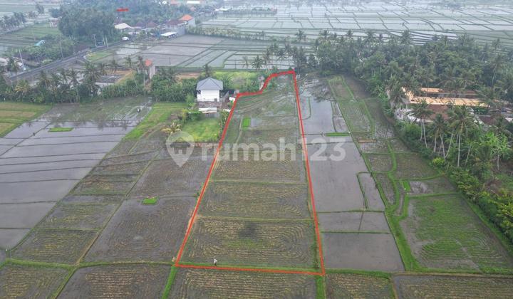 For Rent 30 Are Land Near Bali Beach Glamping Kedunggu For Rent 30 Are Land Near Bali Beach Glamping Kedunggu