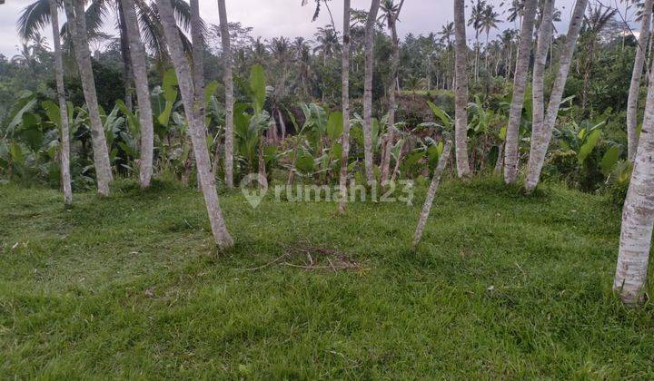 Dijual Tanah 54 Are View Sawah,jungle Los Sungai Tegallalang 1