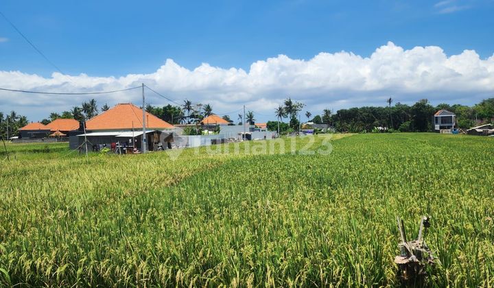 Land for Rent 13 Ares Near Cemagi Beach