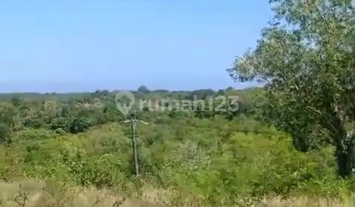 For Sale 7.95 Hectares Land Labuan Sait Near Pecatu