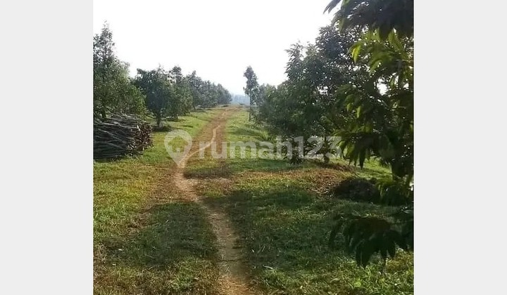 For Sale Productive Plantation Land 130 Ha in Ciemas Sukabumi - Ready to Harvest & Suitable for Agrotourism Investment! (022) For Sale Productive Plantation Land 130 Ha in Ciemas Sukabumi - Ready to Harvest & Suitable for Agrotourism Investment! (022)