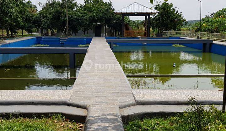For Sale Tanah dan Kebub di Kabupaten Indramayu bonus Villa cantik 4