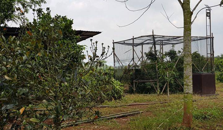 For Sale Tanah dan Kebub di Kabupaten Indramayu bonus Villa cantik 8