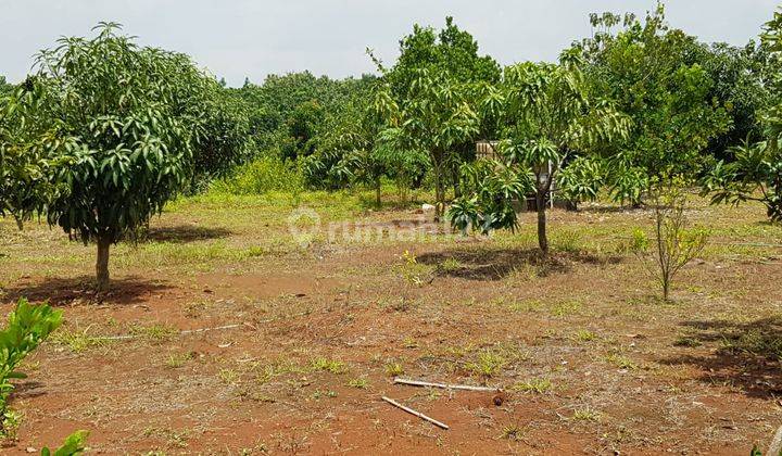 For Sale Tanah dan Kebub di Kabupaten Indramayu bonus Villa cantik 10