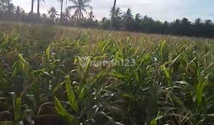 Tanah Murah di Lampung Selatan Lokasi Strategis  16