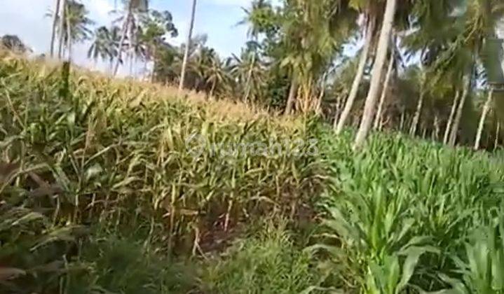 Tanah murah bersertifikat (SHM) Kalianda lampung 9