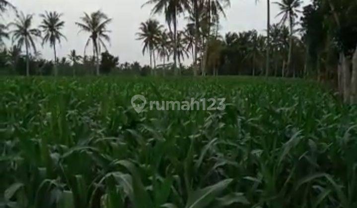 Tanah murah bersertifikat (SHM) Kalianda lampung 1