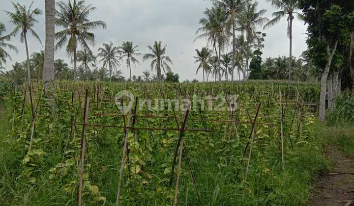 Tanah murah di Kalianda bersertifikat hak milik  11