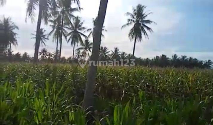 Tanah murah di Kalianda bersertifikat hak milik  13