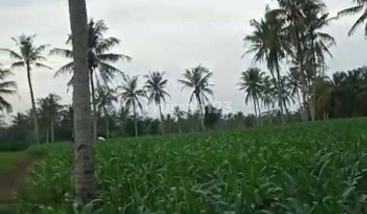 Tanah murah lavel akses mobil Kalianda Lampung selatan 8
