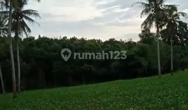 Tanah murah lavel akses mobil Kalianda Lampung selatan 9