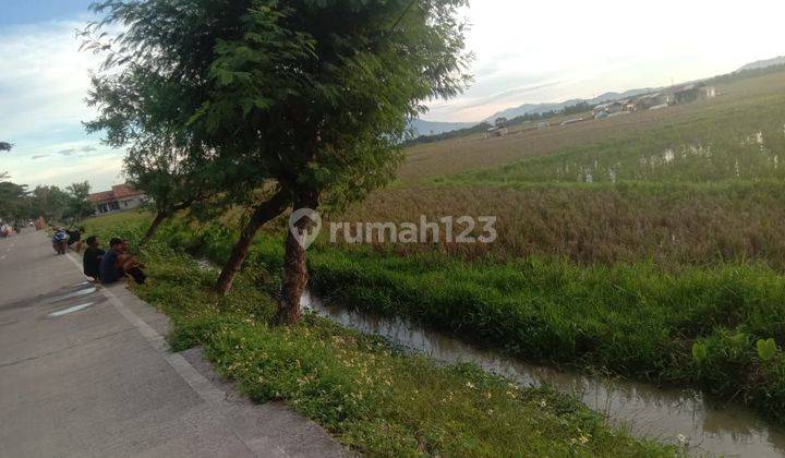 Tanah sawah murah lokasi strategis di kota serang banten 2