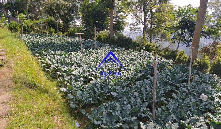 Dijual Tanah Murah Banyak Bonusnya Parongpong Bandung Barat 5