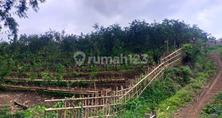 Jual Murah Tanah Kebun Jeruk Siap Panen. Akses Mobil Pickup 