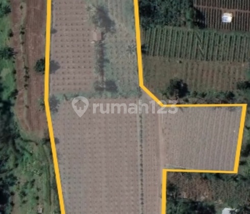 Dijual Tanah Kebun Jeruk, Siap Panen. Ada kurang lebih 800 pohon