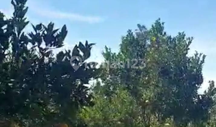Dijual Murah Kebun Jeruk Produktif di Dau. 550rb per meter