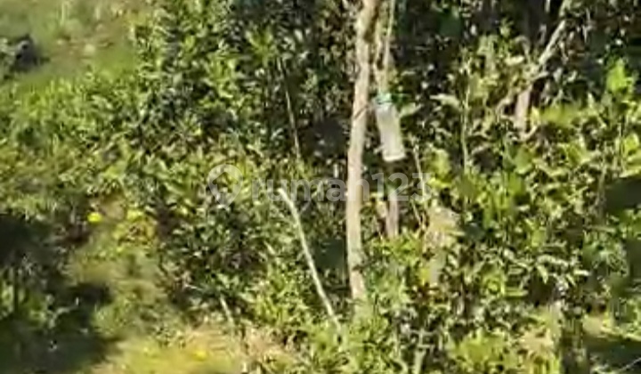 Dijual Murah Kebun Jeruk Produktif di Dau. 550rb per meter