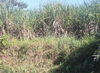 Lahan datar harga murah di Wagir Malang Jawa Timur 5