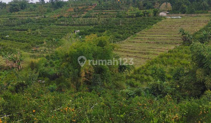 Tanah Zona Kuning di Dau Cocok Untuk Perumahan  1