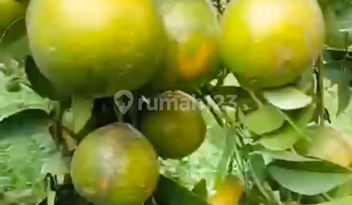 For Sale Productive Orange Orchard Area 3.5 Ha 150 Thousand Per M2