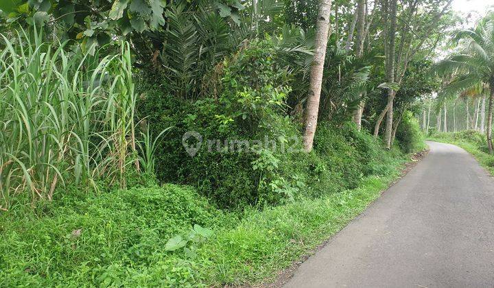 Tanah Kebun Di Poncokusumo Poros Jalan Aspal 2