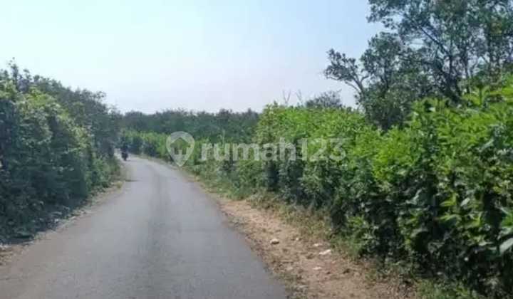 Dijual Rugi !!! Kebun Jeruk Produktif di Dau Poros Jalan Aspal Bentuk Tanah Kotak Dijual Rugi !!! Kebun Jeruk Produktif di Dau Poros Jalan Aspal Bentuk Tanah Kotak