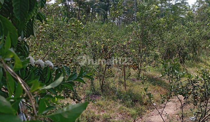 Kebun Jeruk Poros Jalan Akses Mobil Luas 5.413 M2 Shm 375 Ribu Per Meter Nego Tipis 2