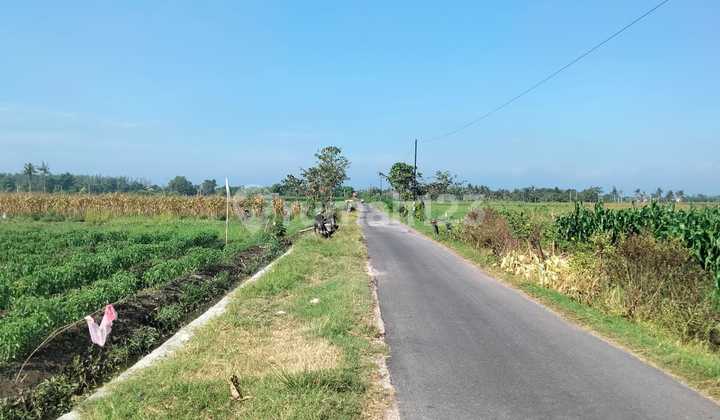 250 Meter Dari Pantai, 50 Ha Poros Jalan  1