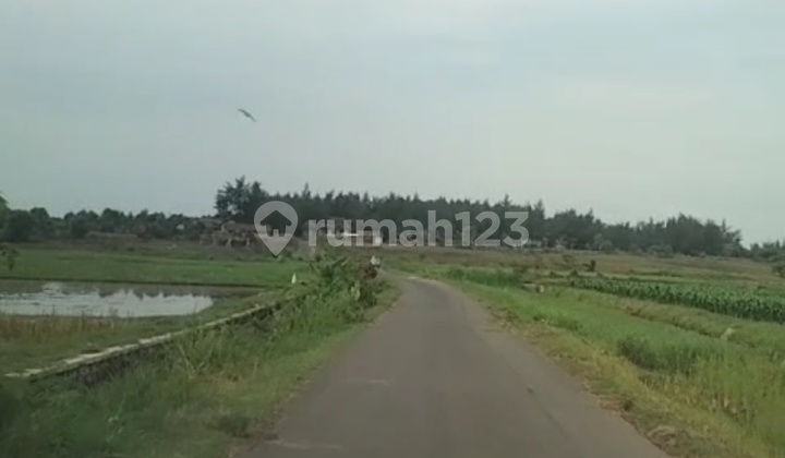 250 Meter Dari Pantai, 50 Ha Poros Jalan  2