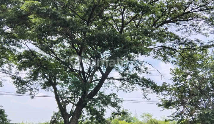 Kavling Tanah Luas Pinggir Jalan Nasional di Nganjuk Aan.a0013